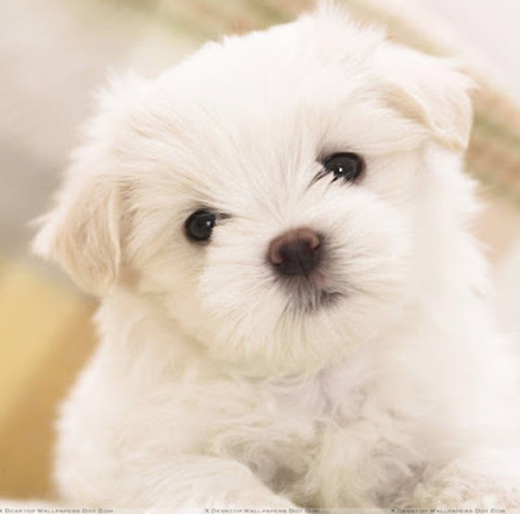 Meet your Posher, Vanessa - Picture 1 of 1